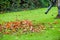 A man using a leaf blower machine to clear autumn leaves from a garden during fall