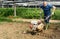 Man using plow at land near seedlings in greenhouse