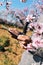 Man using a tablet in a grove of almond trees in full bloom