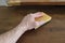 A man is using yellow and green sponge for cleaning dusty wood.