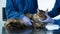 Man veterinarian petting cat on exam table, palpation feline throat and neck 4K