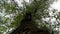 Man waking on soil wear shoe. Shot of walking man feet and legs are in frame