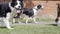 Man walking across frame with five dogs along suburban street