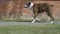 Man walking across frame with five dogs along suburban street