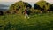 Man Walking Alone On The Verdant Landscape Overlooking Arteixo Coast In La Coruna. Tracking Shot