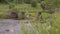 Man walking on a bridge over a river in forest