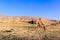 Man walking with camels in the desert nearby Petra in Jordan