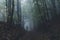 Man walking in dark mysterious forest with fog after rain