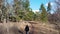 Man walking dirt path in pine trees, back view