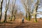 Man walking dog between beech trees in winter