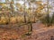 Man walking with dogs on path with fallen leaves in late autumn