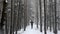 Man walking down the road in a snowy forest