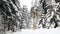 Man walking with his dog in beautiful winter nature