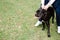 Man walking a huge black dog in a park. Cane corso doggy training.