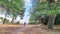 Man walking through idyllic pine tree forest to a remote beach location on the peninsula Sithonia, Chalkidiki (Halkidiki), Greece