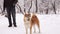 Man is walking in the park with a beautiful, red dog, Shiba Inu breed. Snowfall