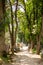 Man walking on a path in Sighisoara cemetery