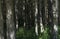 Man walking on a path in a strange dark forest with fog