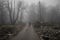 man walking on a path in a strange dark forest with fog