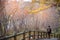 A man walking on the street and red yellow maple tree in autumn season, taken from Hokkaido Japan. Beautiful view in Jigokudani