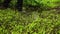 Man walking in the woods trail. Low view of persons feet in rain boots steps