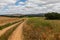 A man walks alone along a path between cereal fields in Castile. Spain