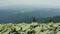 A man walks along a mountain slope covered with giant stones. Solo tourism.