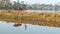 A man walks his buffalo, man walking her Buffalo home through the pathway reflection water