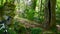 A man walks past a large old stone wall with large and small stones covered with moss and comes back to a wonderful park near a la