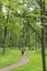 Man walks  path in the forest among the tall green trees