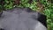 A man walks in the rain under a black umbrella. Nice close-up.