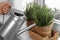 Man watering aromatic green rosemary at windowsill, closeup