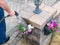 Man watering colorful spring petunias