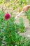 Man watering flowers in garden centre on a sunny day. flower bed, back yard. hose irrigation