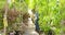 Man watering green plants outside