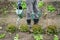 Man watering lettuces in vegetable garden Watering can