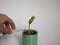 Man watering the plant. View on hand with glass filled with water and young small plant growing out of a green can