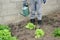 Man watering shoots of leeks and lettuces Watering can