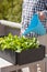 Man watering vegetable garden in container on balcony