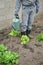 Man watering vegetable garden leeks lettuces