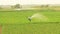 Man watering vegetables fields