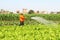 Man watering vegetables fields