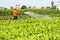 Man watering vegetables fields