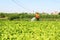 Man watering vegetables fields