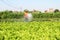 Man watering vegetables fields