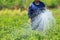 A man watering the young chilli plant in farm