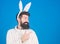 Man wearing bunny plush suit. Funny bunny man with beard and mustache. Easter symbol concept. Guy bearded hipster cute