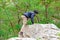 Man wearing cargo pants and climbing on the rock