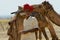 Man wearing turban and traditional dress gets his camel ready for a safari ride in the desert near Jodhpur, India.