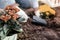 Man wearing white gardening gloves planting chrysanthemums